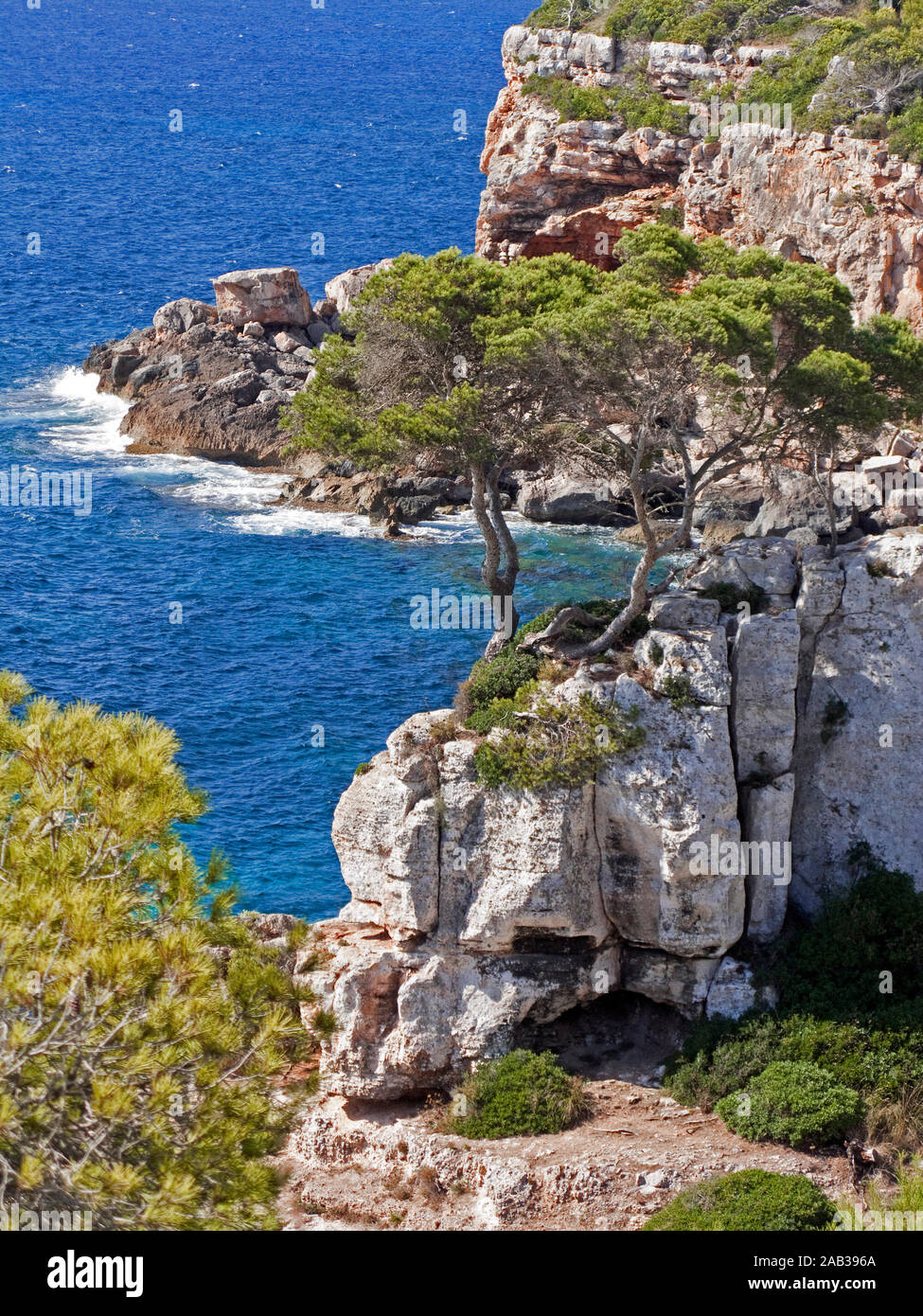 Pine Tree auf einem Felsen an der Cala S'Almonia, Naturpark Cap de Ses Salines, Cala Llombards, Mallorca, Balearen, Spanien Stockfoto