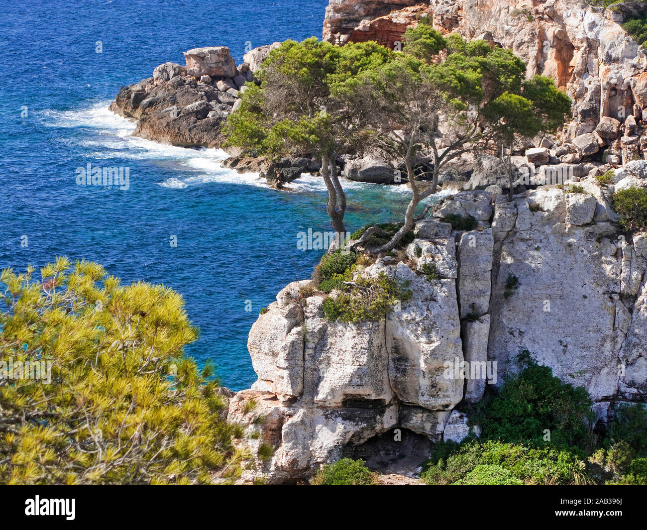 Pine Tree auf einem Felsen an der Cala S'Almonia, Naturpark Cap de Ses Salines, Cala Llombards, Mallorca, Balearen, Spanien Stockfoto