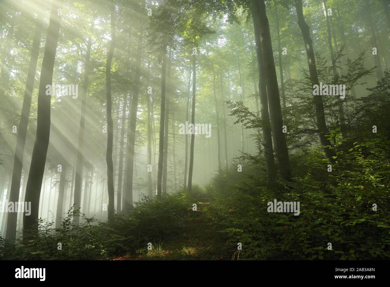 Anfang Herbst Wald im dichten Nebel. Stockfoto
