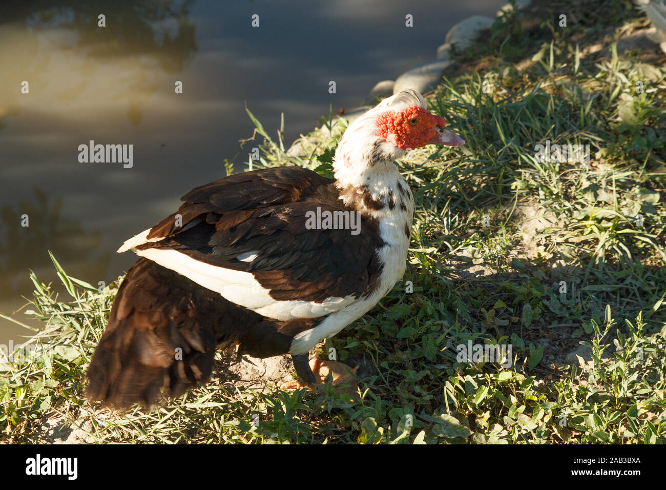 Ente in der Nähe des Wassers. Geflügelfarm. Das Leben auf dem Land. Stockfoto