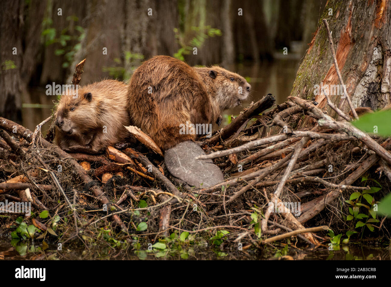 Nordamerikanische Biber (Castor canadensis) Männchen (rechts) und Frau (Links) auf Ihrer Lodge in Caddo Lake, in der Nähe der Stadt unsicher, Texas, USA. Stockfoto