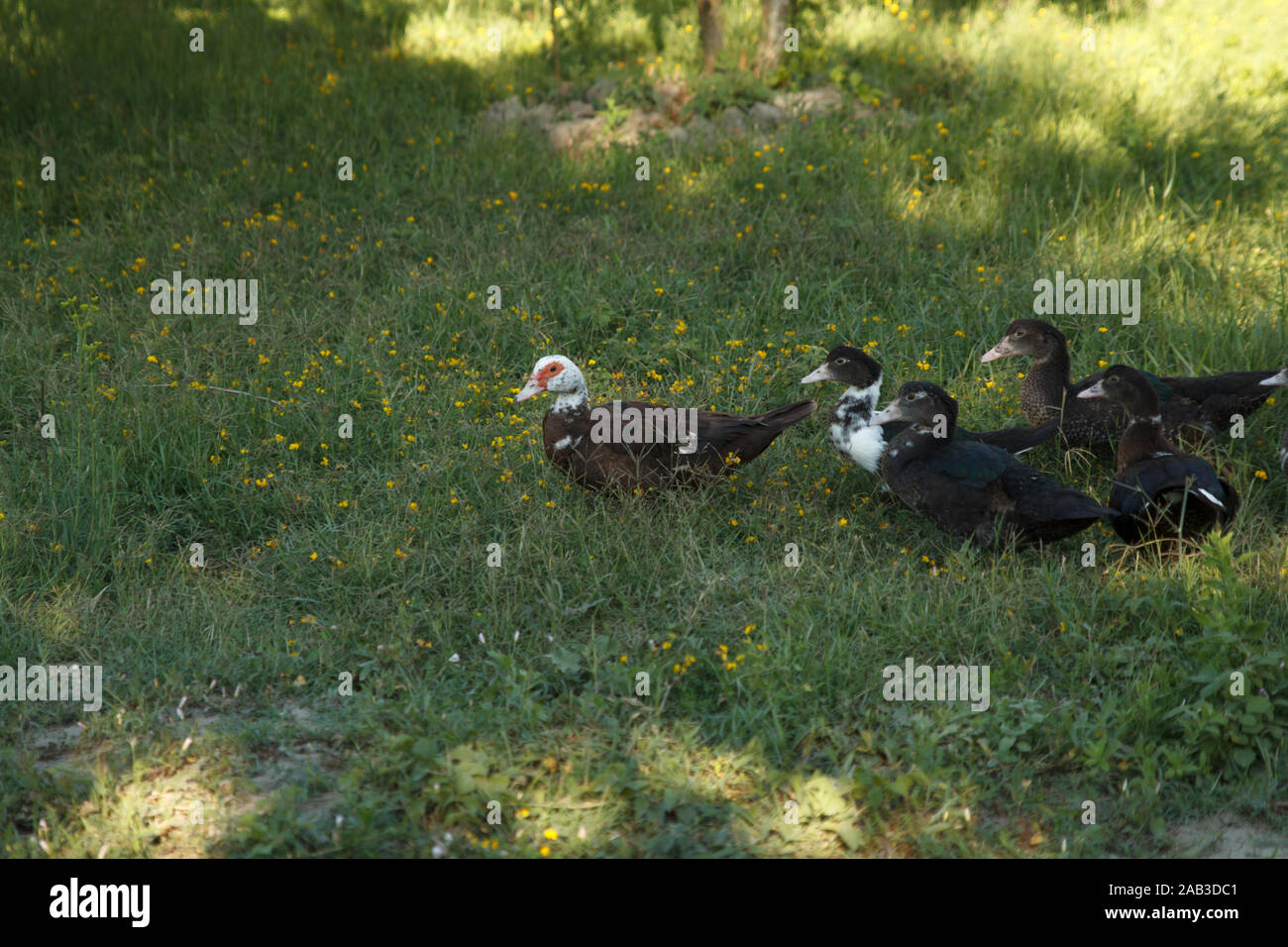 Enten wandern auf der grünen Wiese in der Geflügelfarm. Ländlicher Lebensstil. Stockfoto