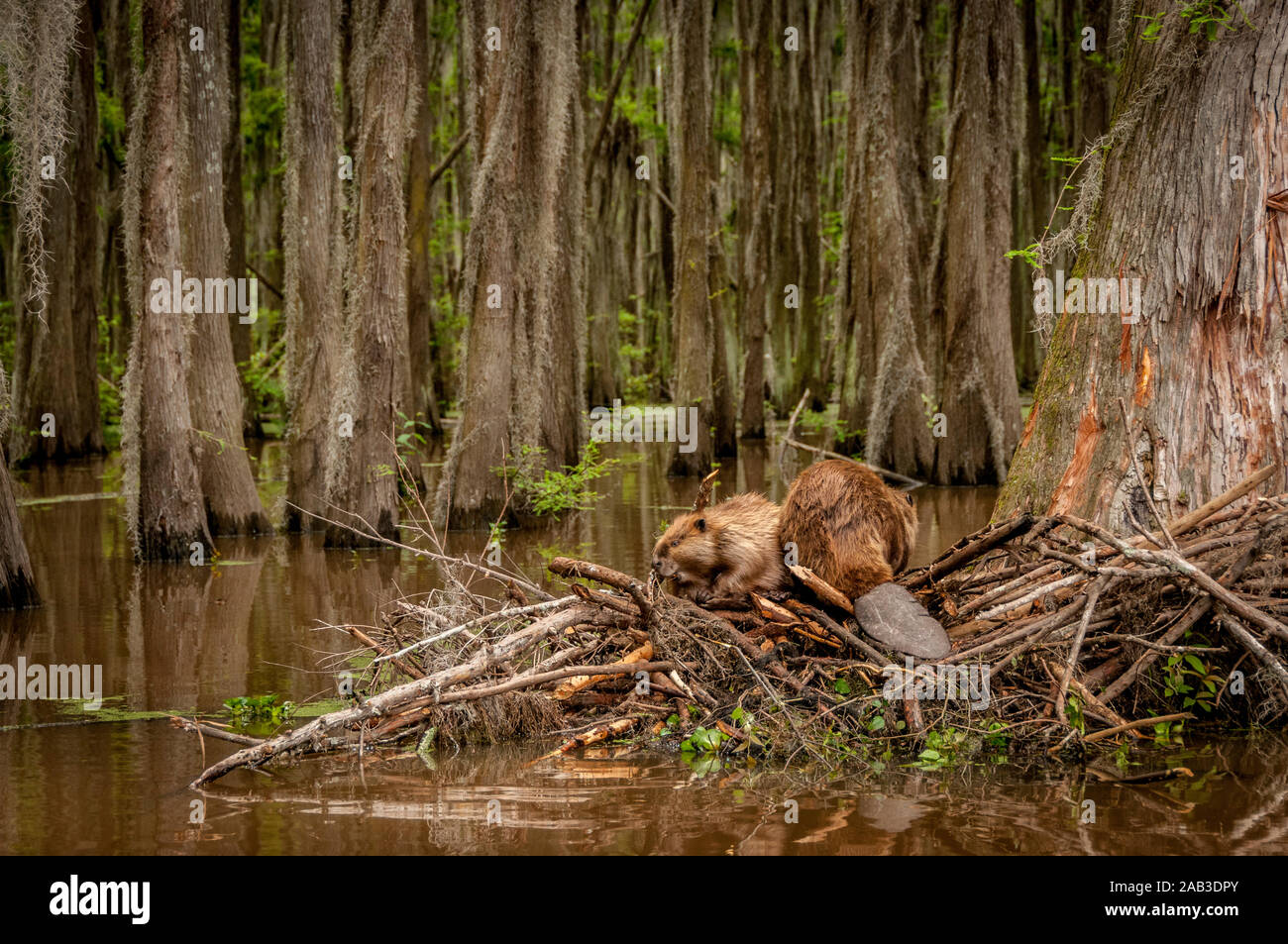 Nordamerikanische Biber (Castor canadensis) Männchen (rechts) und Frau (Links) auf Ihrer Lodge in Caddo Lake, in der Nähe der Stadt unsicher, Texas, USA. Stockfoto