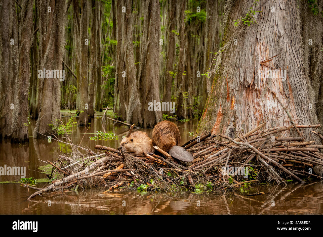 Nordamerikanische Biber (Castor canadensis) Männchen (rechts) und Frau (Links) auf Ihrer Lodge in Caddo Lake, in der Nähe der Stadt unsicher, Texas, USA. Stockfoto