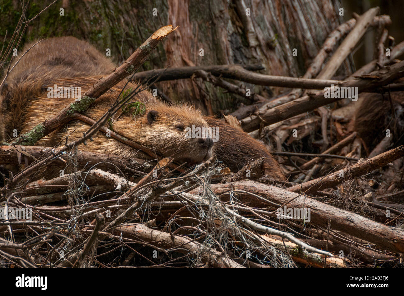 Ein Nordamerikanischer Biber (Castor canadensis) Familie auf ihrer Lodge in Caddo Lake, in der Nähe der Stadt unsicher, Texas, USA. Stockfoto