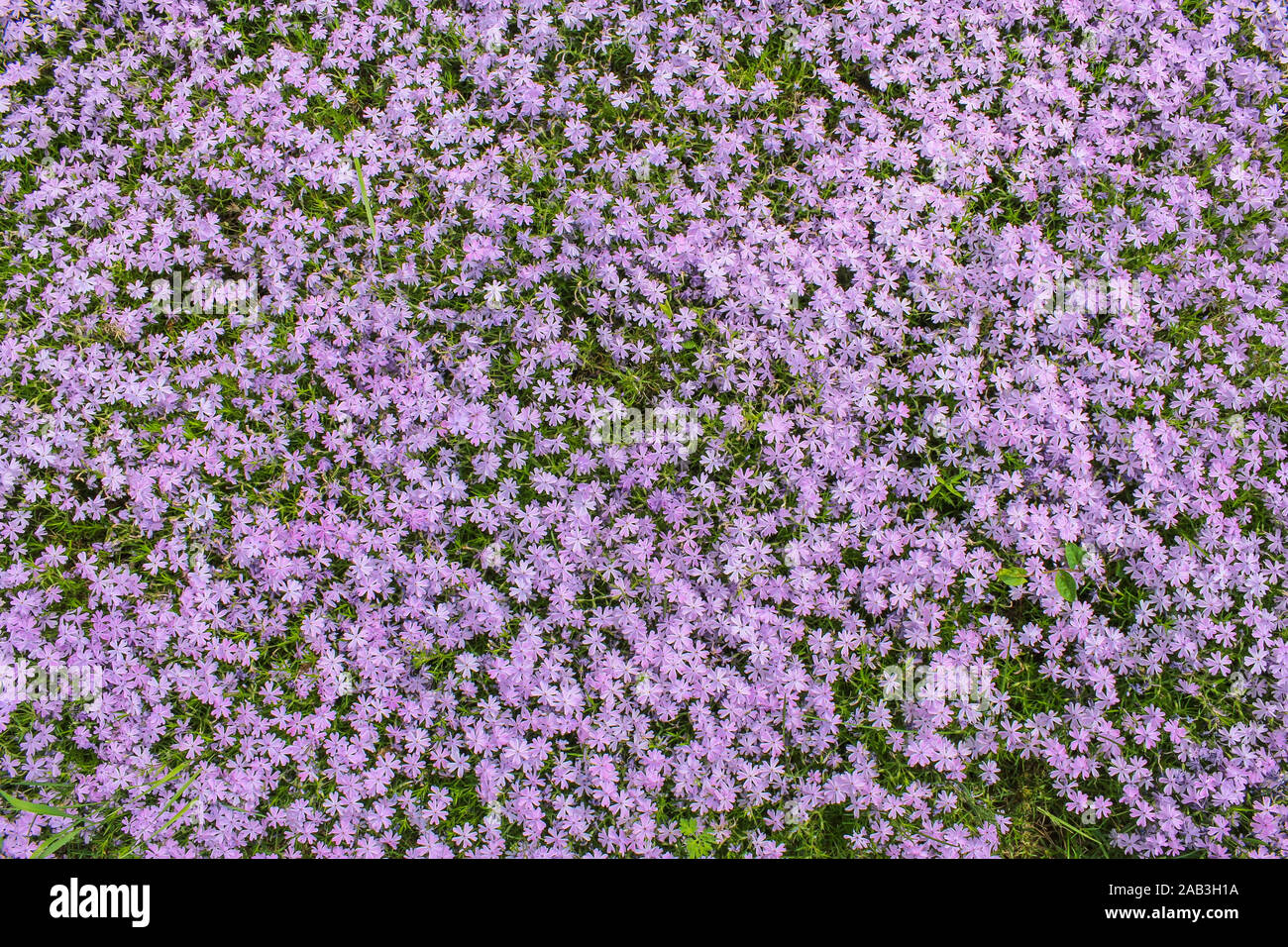 Blühende Butterblumen auf der Wiese im Hintergrund Stockfoto