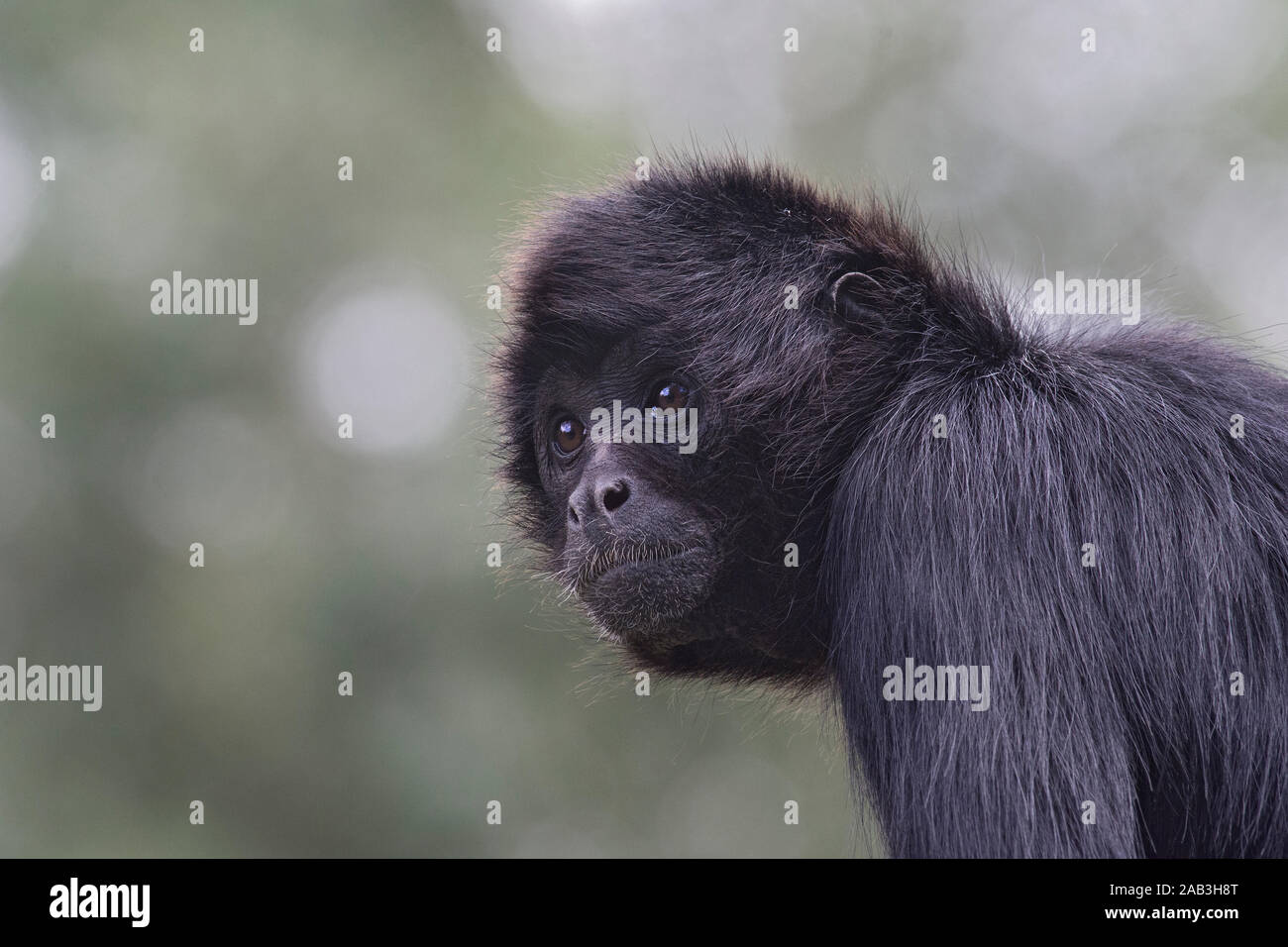 Kolumbianische Klammeraffen, Ateles fusciceps, Blackpool Zoo, Großbritannien Stockfoto