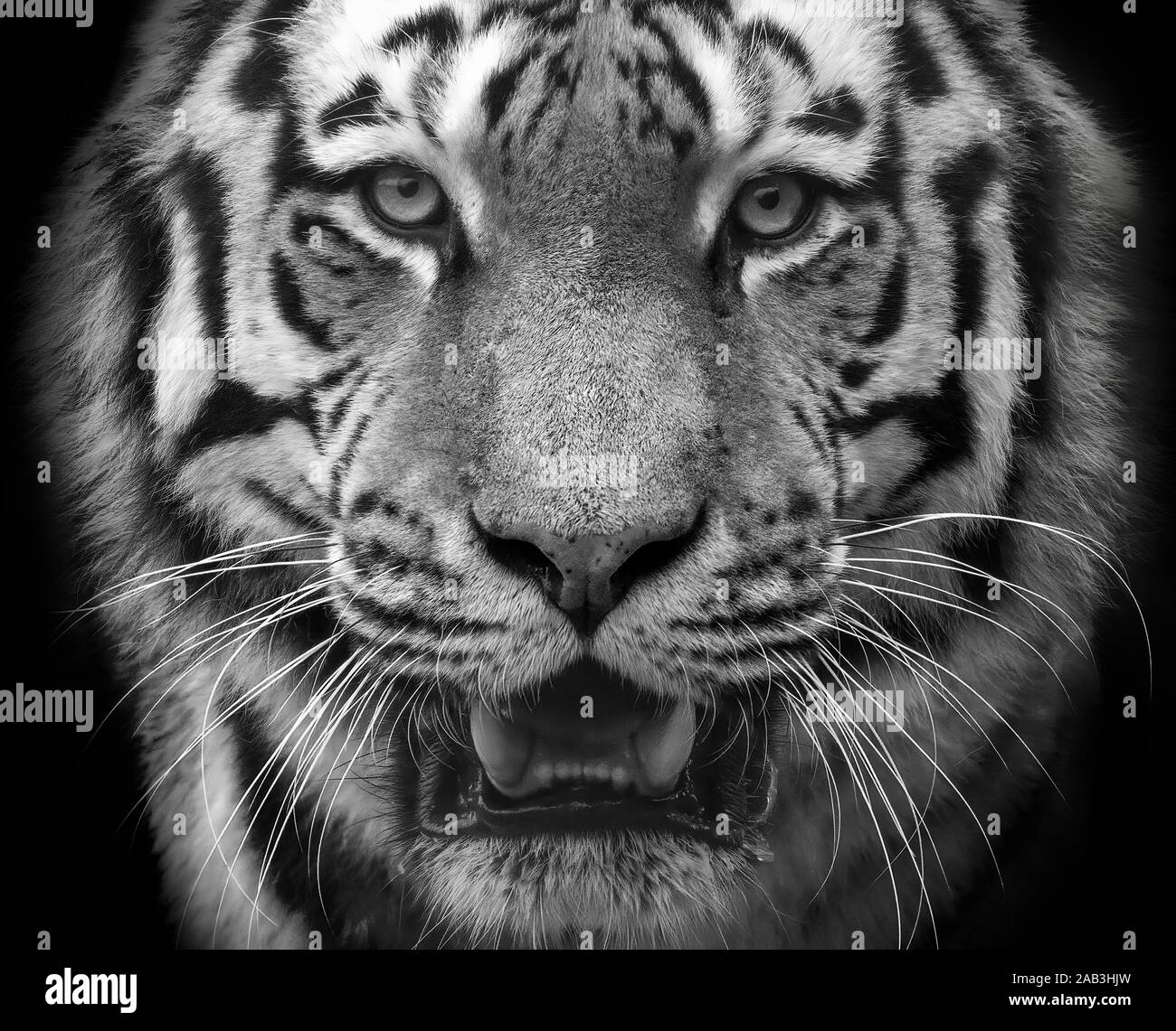 Amur-Tiger (Panthera Tigris Altaica) Stockfoto