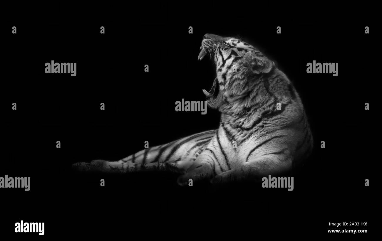 Amur-Tiger (Panthera Tigris Altaica) Stockfoto