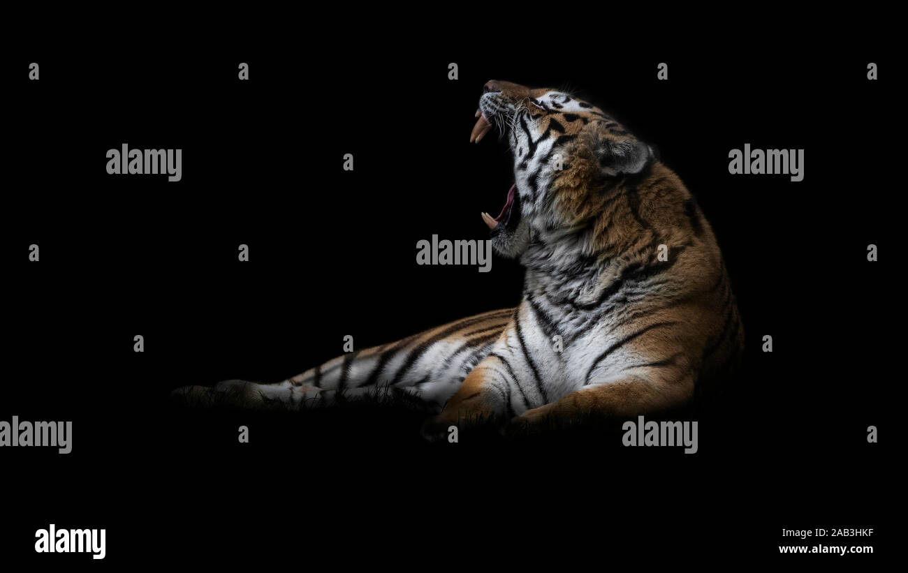Amur-Tiger (Panthera Tigris Altaica) Stockfoto