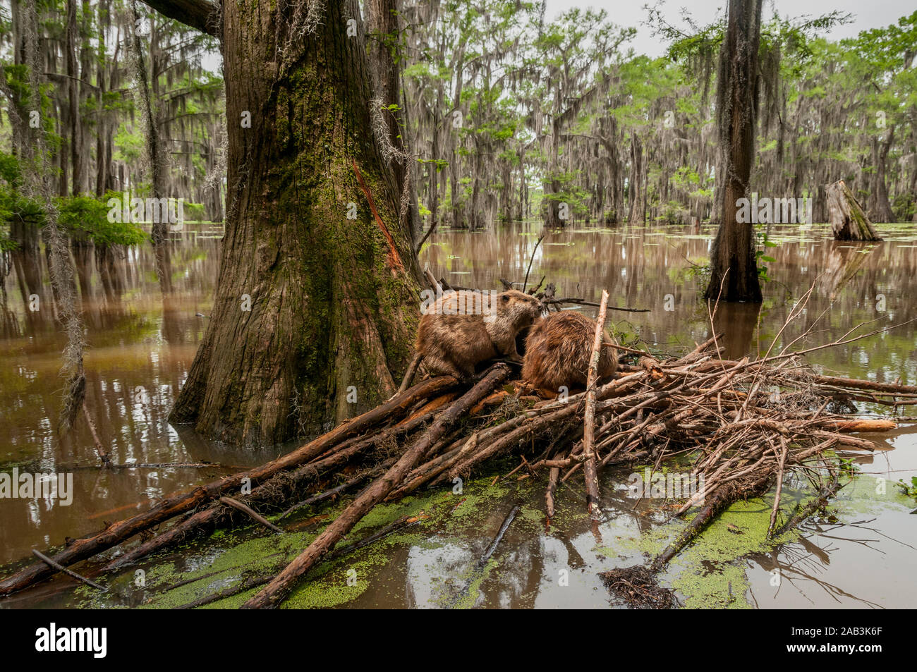 Ein Nordamerikanischer Biber (Castor canadensis) auf Ihre Lodge in Caddo Lake, in der Nähe der Stadt unsicher, Texas, USA. Stockfoto