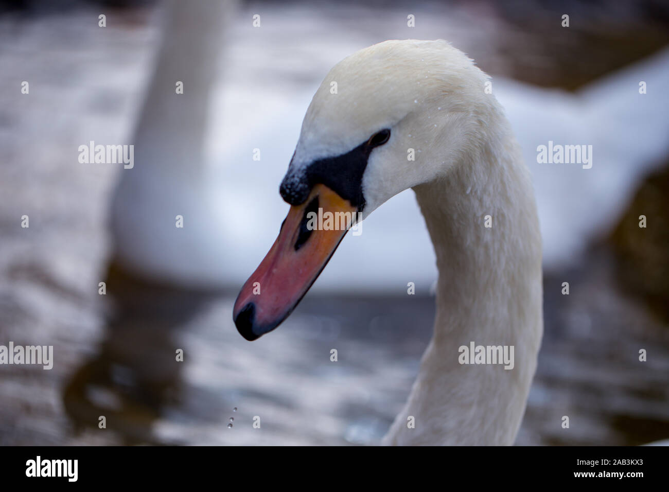 White Swan mit natürlichen tropft Wasser aus dem Mund, natürliche und elegante. Stockfoto