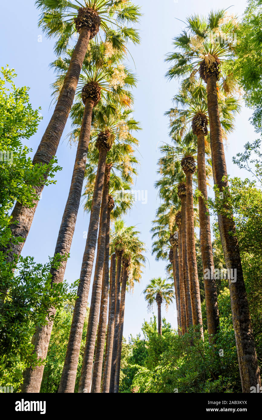 Kalifornische Ventilator Palmen in der National Garten, Athen, Griechenland Stockfoto