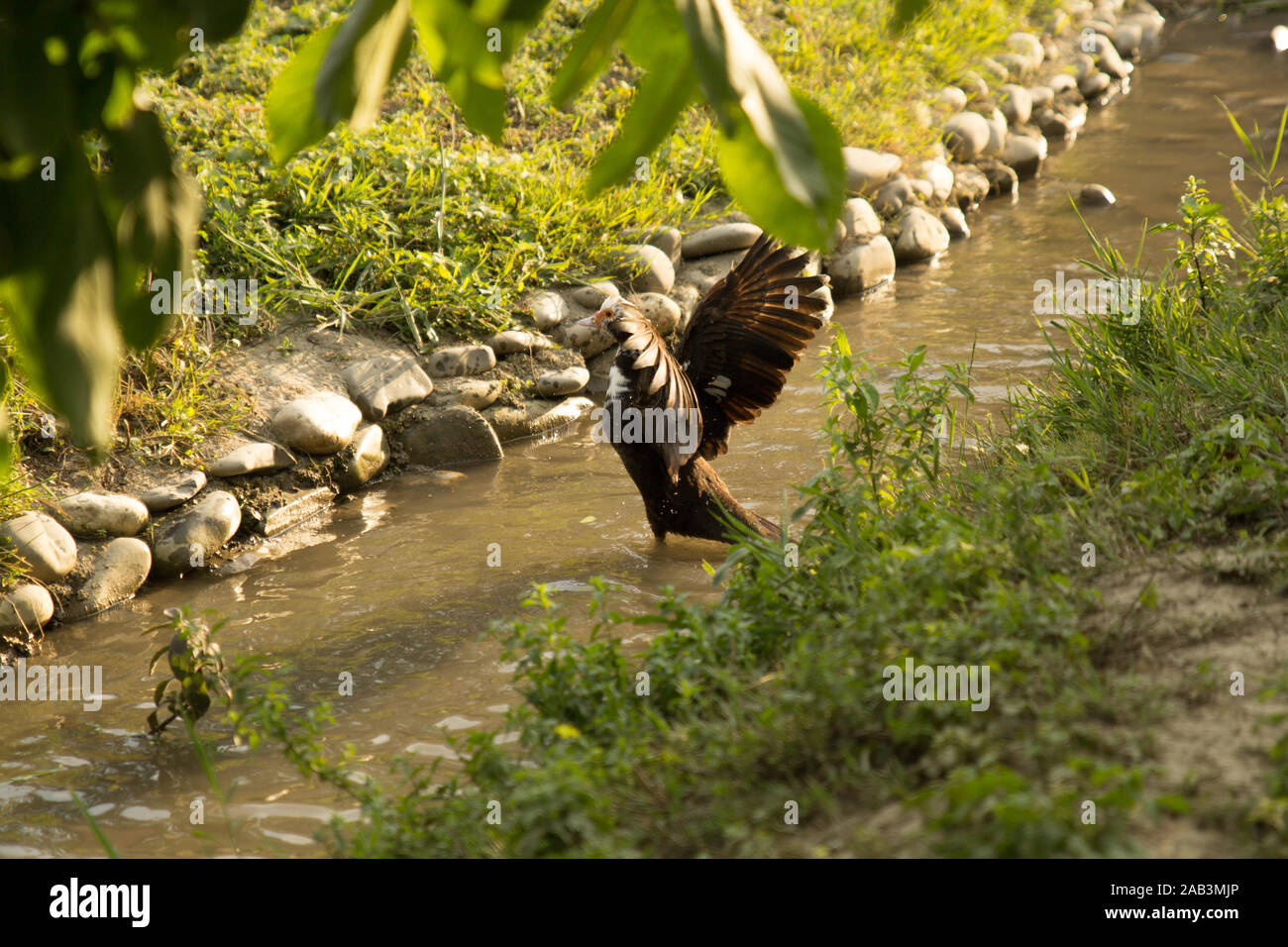 Ente mit offenen Flügeln, die aus dem Wasser des Flusses fliegen. Geflügelzucht. Fliegende Ente. Ländlicher Lebensstil. Stockfoto