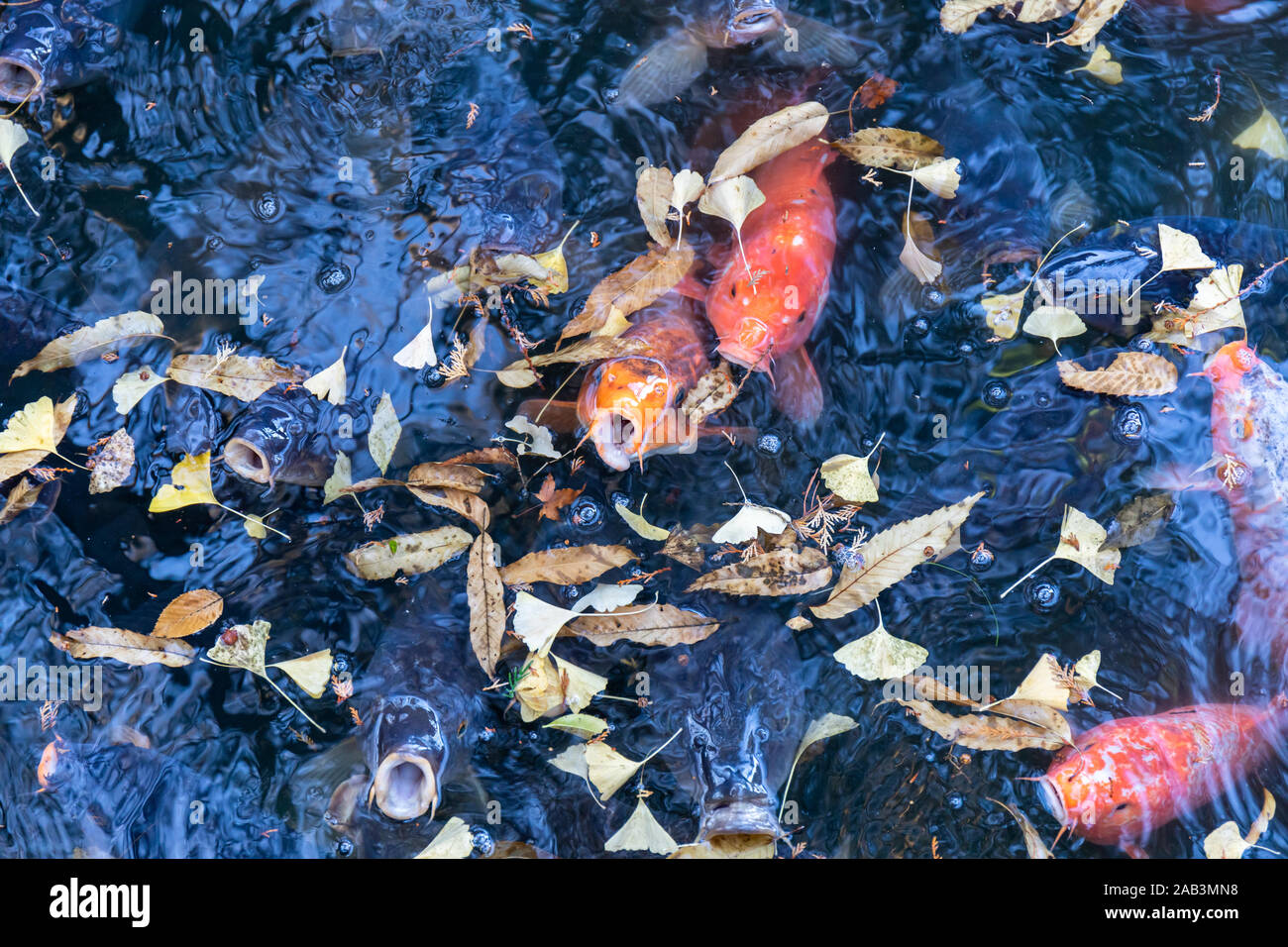 Koi japan Fotos und Bildmaterial in hoher Auflösung Alamy