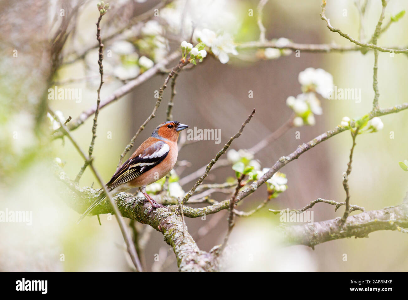 Buchfink unter den Frühlingsblumen auf dem Baum Stockfoto