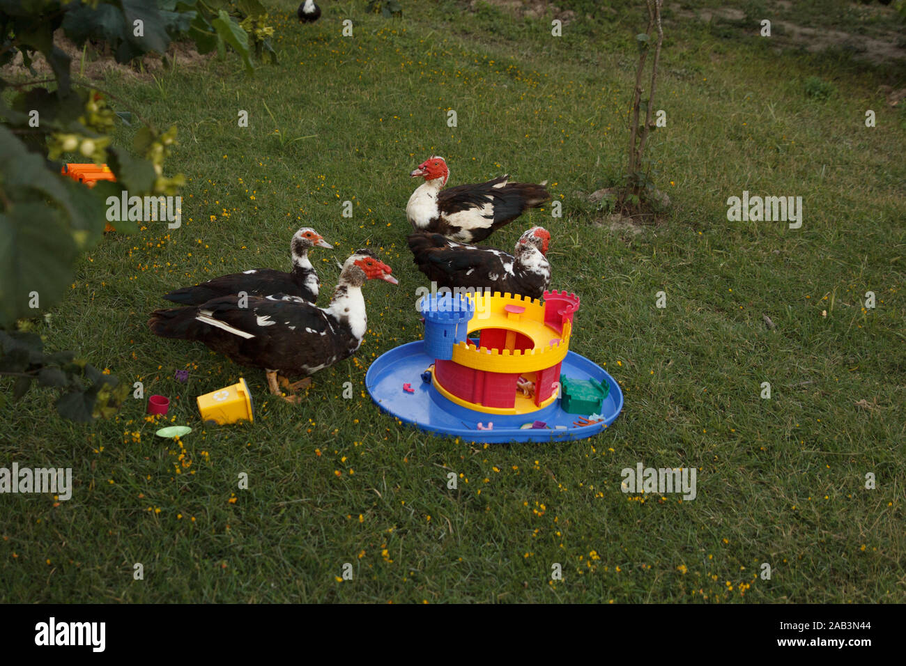 Einige Enten und bunte helle Kunststoff-Spielzeug auf grünem Gras Wiese. Geflügelfarm. Das Leben auf dem Land Stockfoto