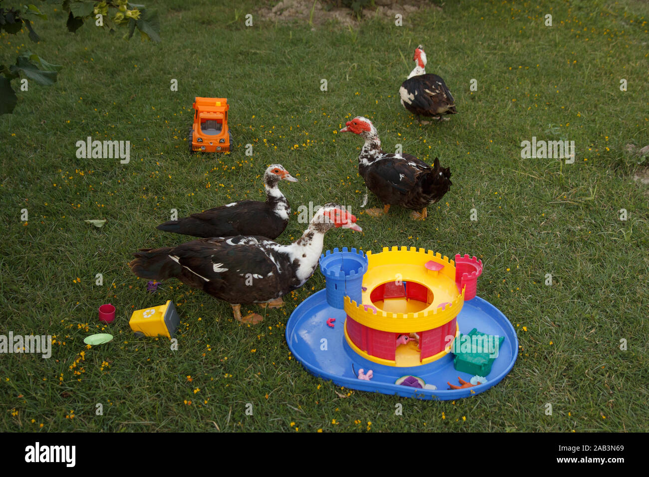 Einige Enten und bunte helle Kunststoff-Spielzeug auf grünem Gras Wiese. Geflügelfarm. Das Leben auf dem Land Stockfoto