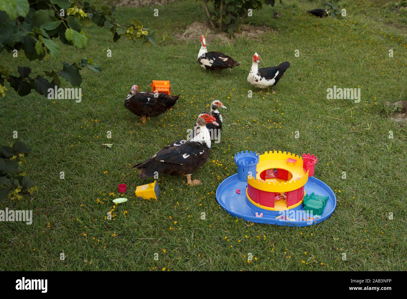 Einige Enten und bunte helle Kunststoff-Spielzeug auf grünem Gras Wiese. Geflügelfarm. Das Leben auf dem Land Stockfoto