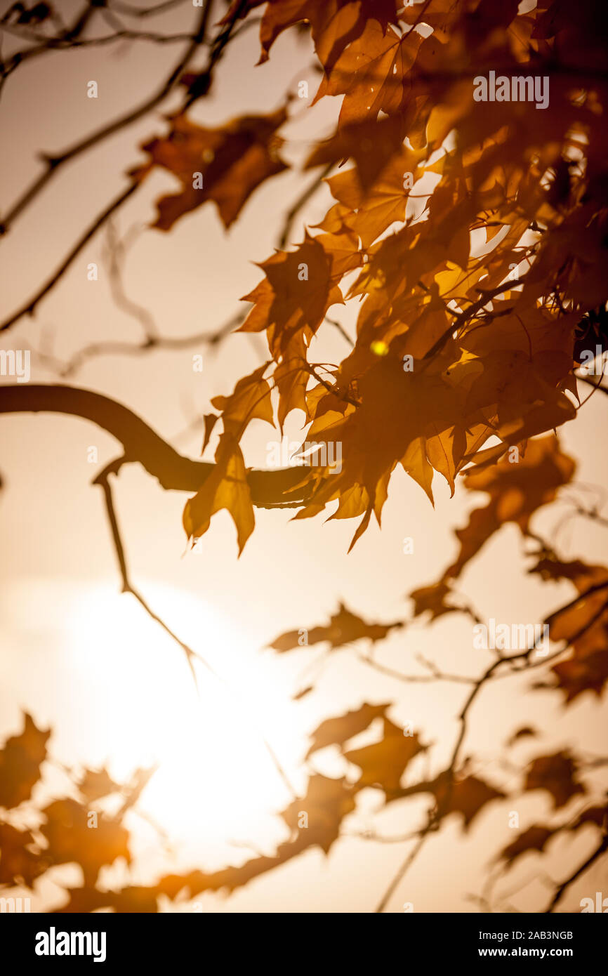 Blätter im Herbst. Hintergrundbeleuchtung Herbstliche Blätter mit einem niedrigen Abenddämmerung Sonne am Ende des Tages zurück. Stockfoto