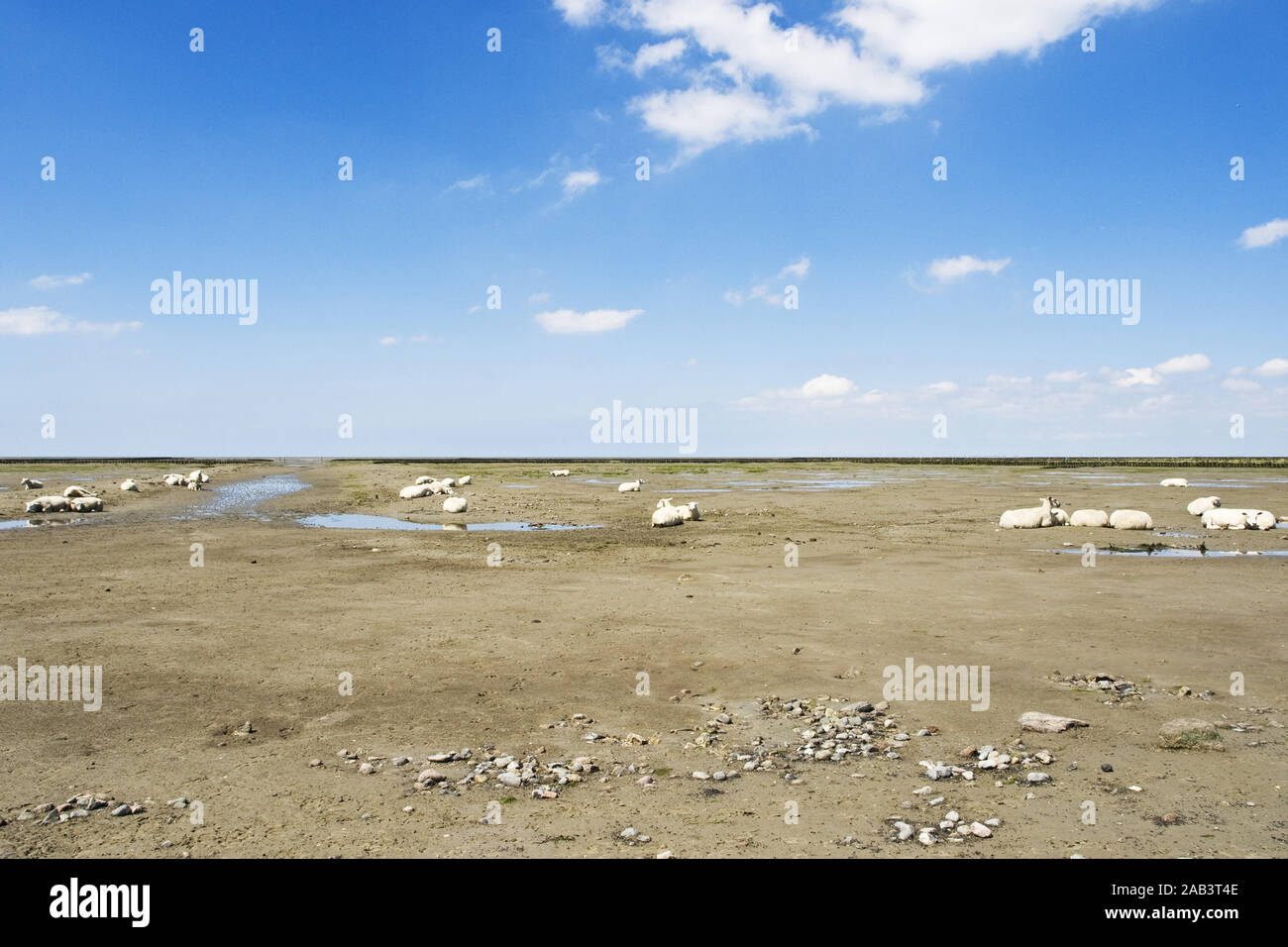Schafe im Watt Stockfoto