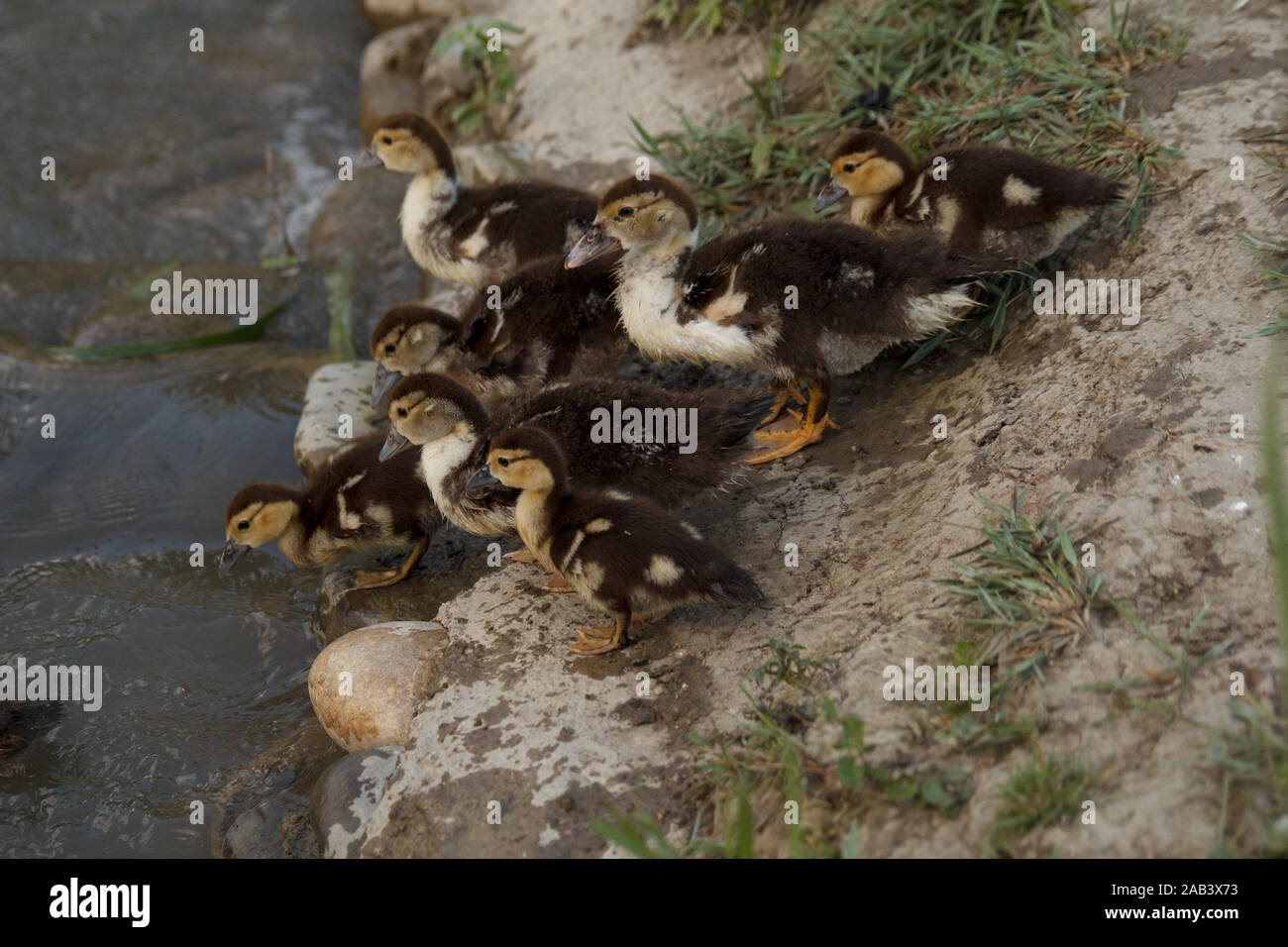 Kleine Enten, die ins Wasser gehen, um zu schwimmen. Geflügelzucht. Das  Leben auf dem Land Stockfotografie - Alamy
