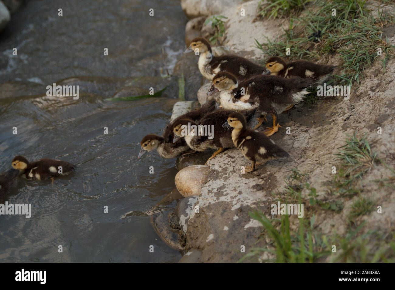 Kleine Enten, die ins Wasser gehen, um zu schwimmen. Geflügelzucht. Das Leben auf dem Land. Stockfoto