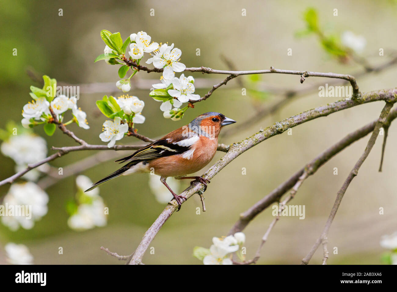 Wilder Vogel unter Frühlingsblumen auf einem Baum Stockfoto