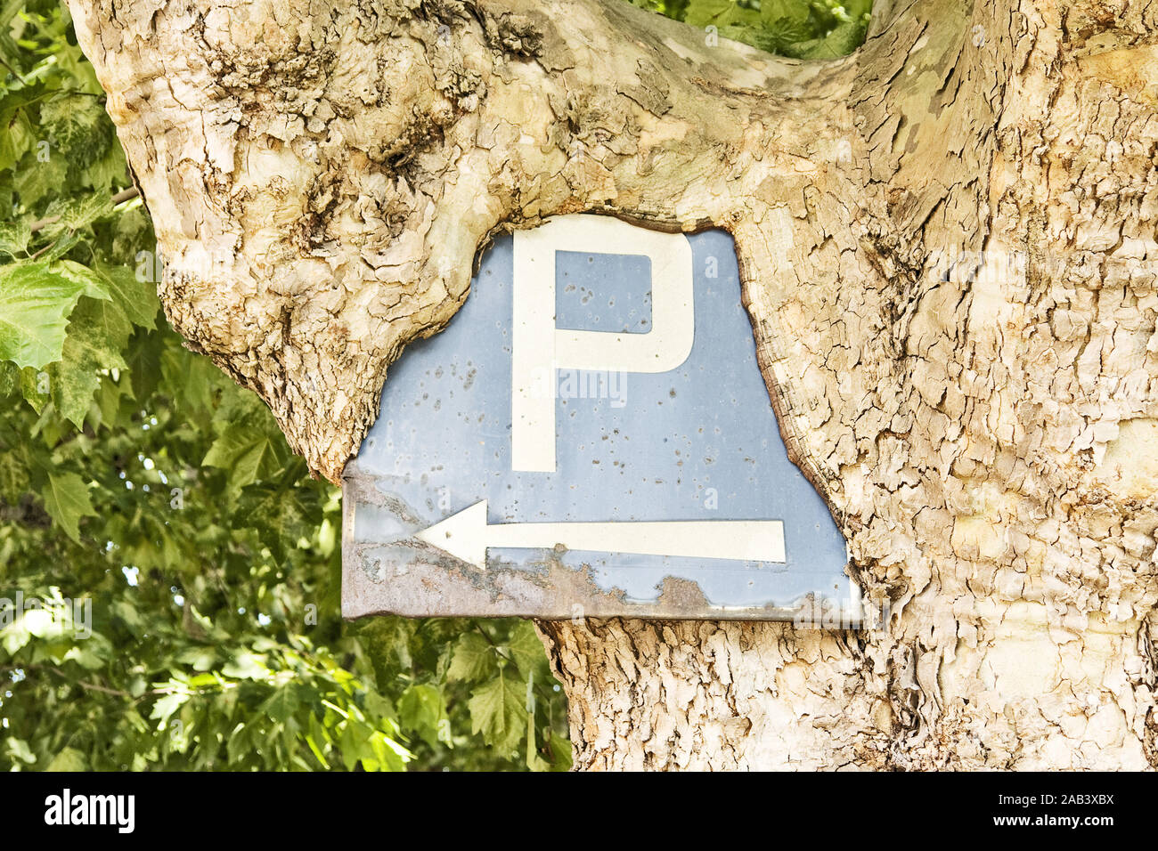 Parkschild eingewachsen in einem Baum | Parken Schild gewachsen in einem Baum | Stockfoto