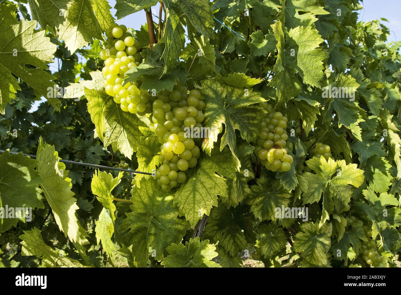 Rebstock in den Vogesen | Wein in den Vogesen | Stockfoto