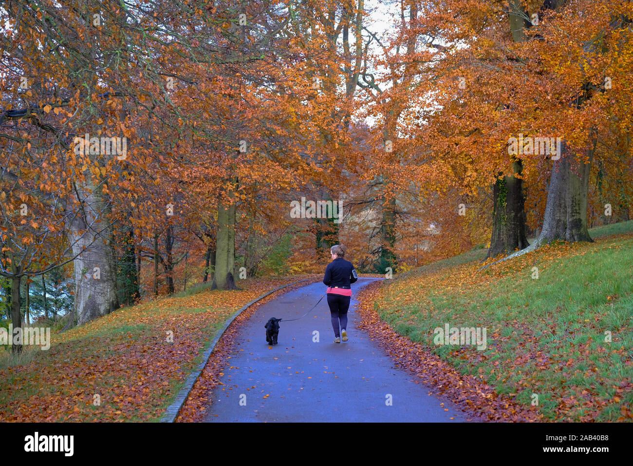 Ein Hund Walker auf dem Gelände von Blenheim Palace im Herbst Stockfoto