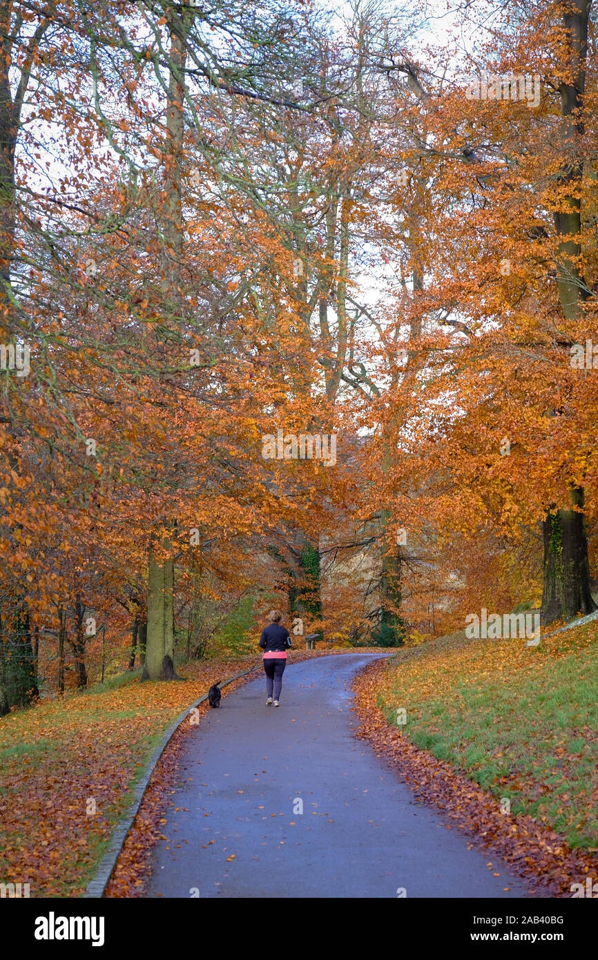 Ein Hund Walker auf dem Gelände von Blenheim Palace im Herbst Stockfoto
