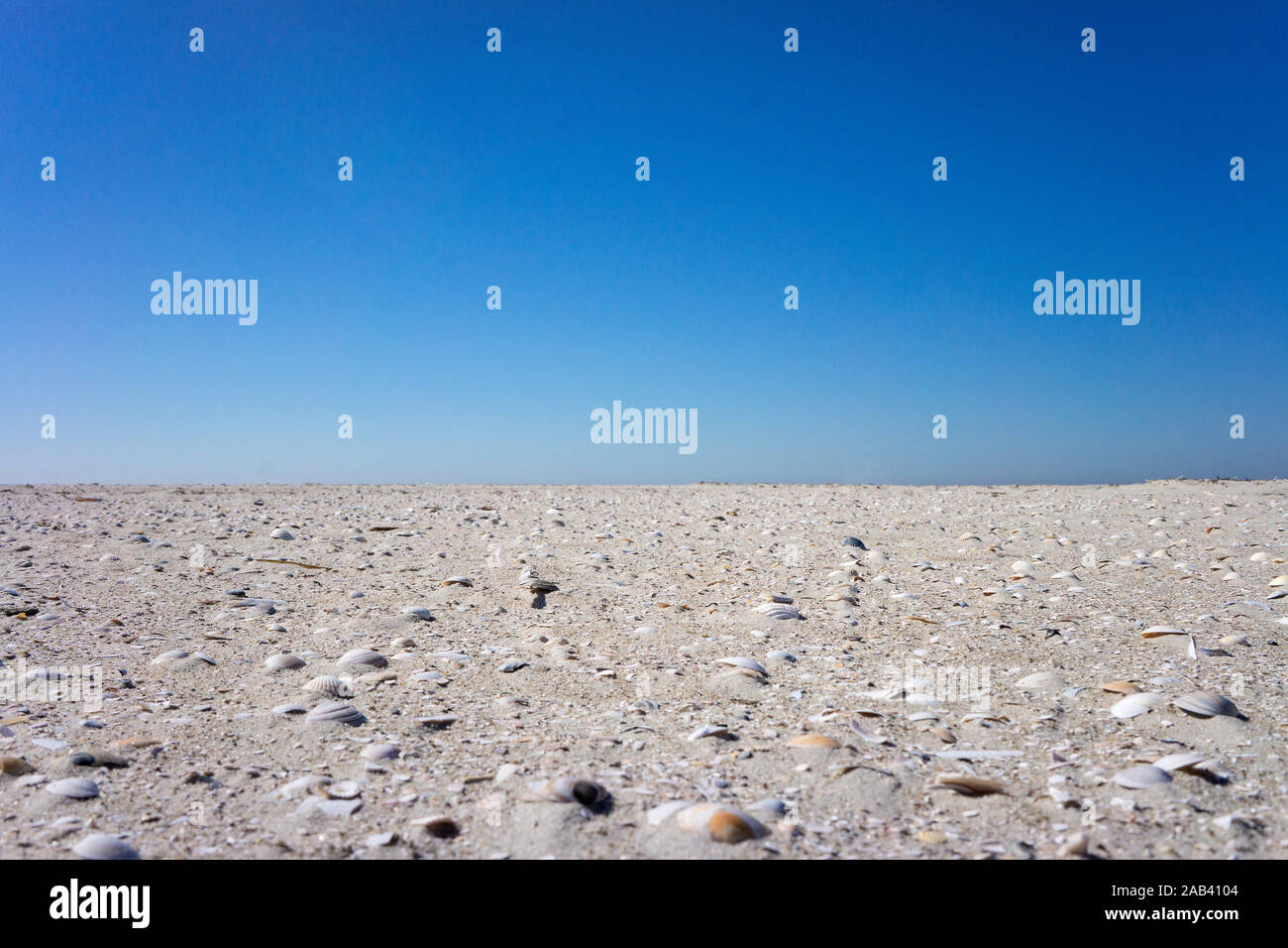 Muscheln auf einer Sandbank im Watt vor St. Peter Ording | Muscheln auf einer Sandbank im Schlamm vor St. Peter Ording | Stockfoto