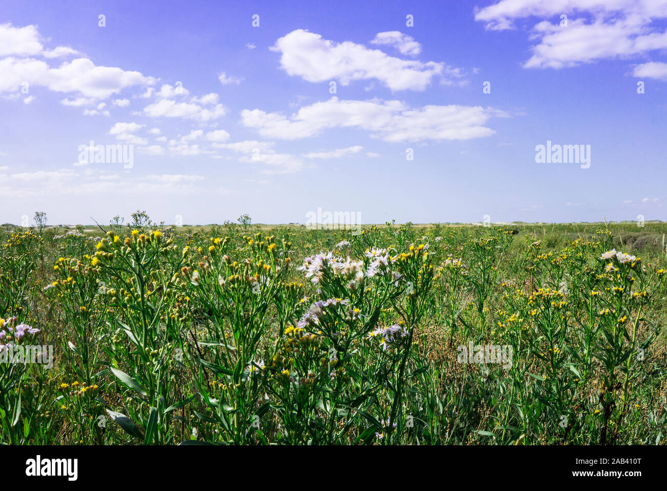 Blühende Salzwiesen an der Nordsee am Strand von St. Peter-Ording | Blühende Salzwiesen am Meer - Strand von St. Peter-Ording | Stockfoto