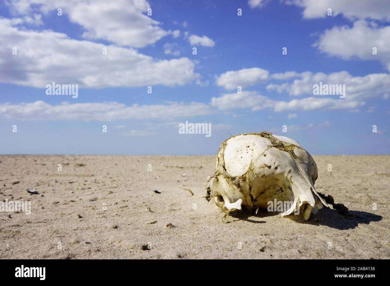 Ein Schädelknochen auf einer Sandbank im Watt | einen Totenkopf auf einer Sandbank im Wattenmeer | Stockfoto