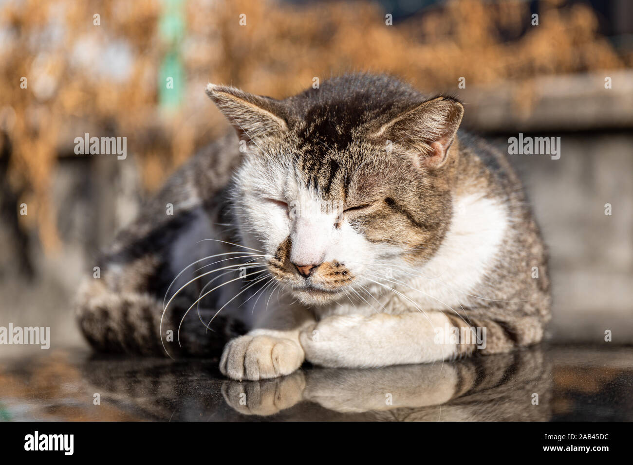 Schläfrige Katze auf dem Dach eines Autos in der Nachmittagssonne, Herbst Stockfoto