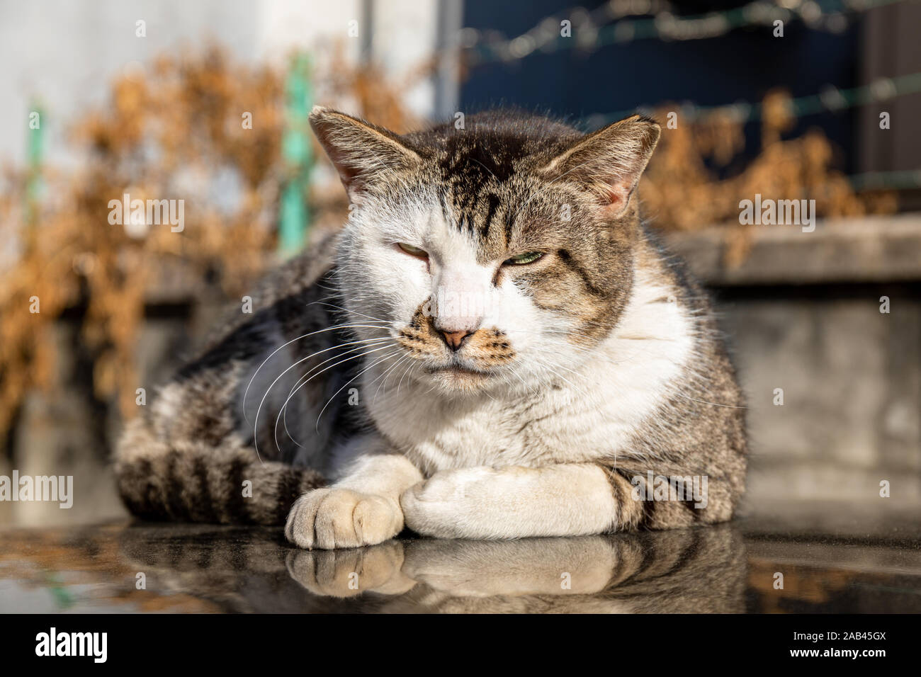 Schläfrige Katze auf dem Dach eines Autos in der Nachmittagssonne, Herbst Stockfoto