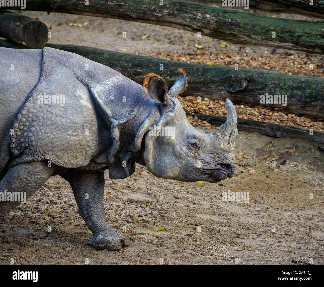 Dirty Rhino auf dem schlammigen Boden in einen Zoo Stockfoto