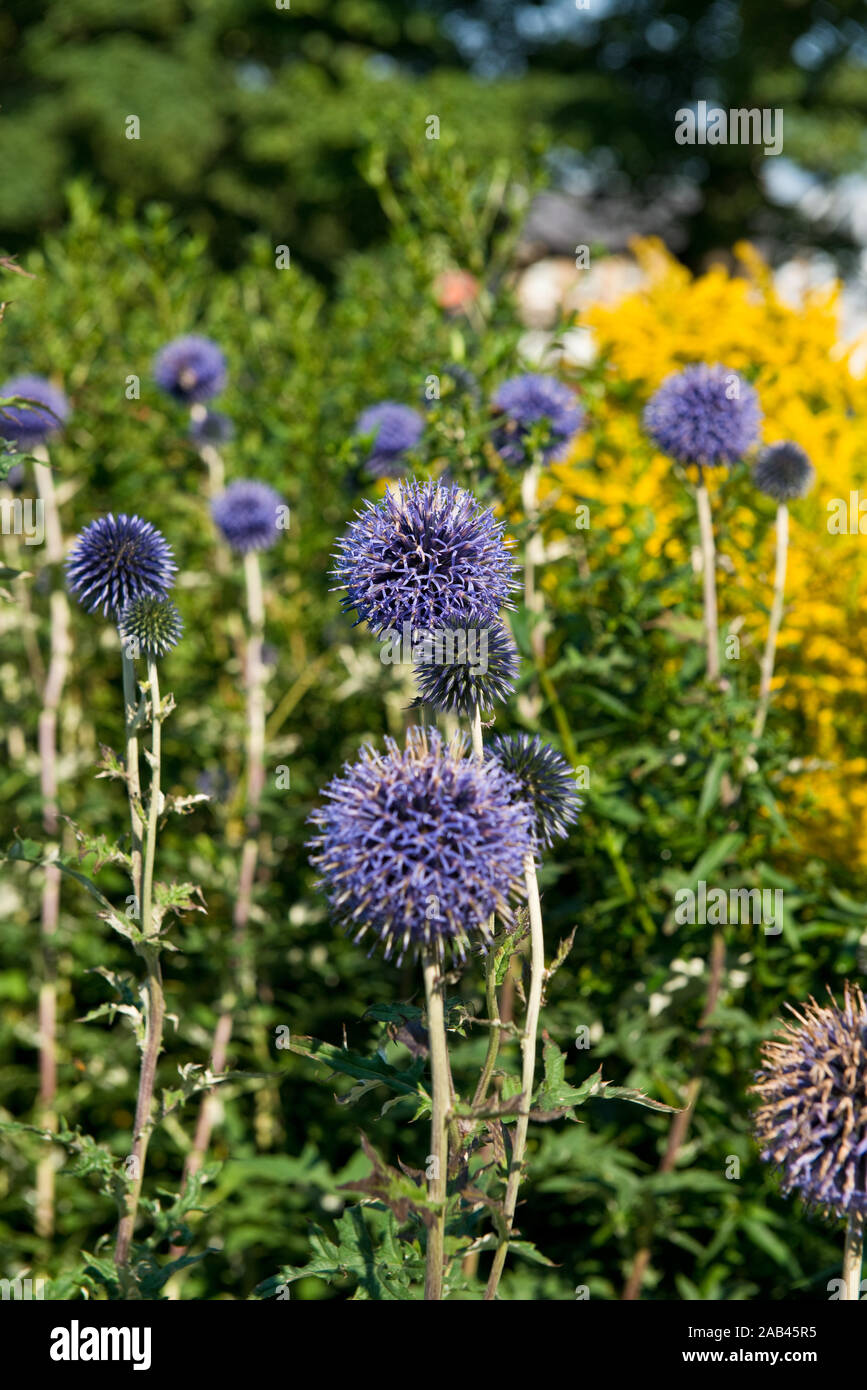 Die veitch Blau. Echinops ritro. Sommer mehrjährig. Schottischen Schloss Garten. Dirleton, Schottland Stockfoto
