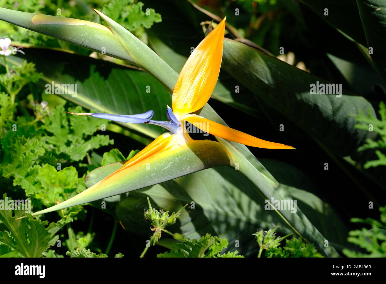 Paradiesvogel Blume, Steiitziaceae, grünes Haus, Orangeries, I von W, Isle of Wight Stockfoto
