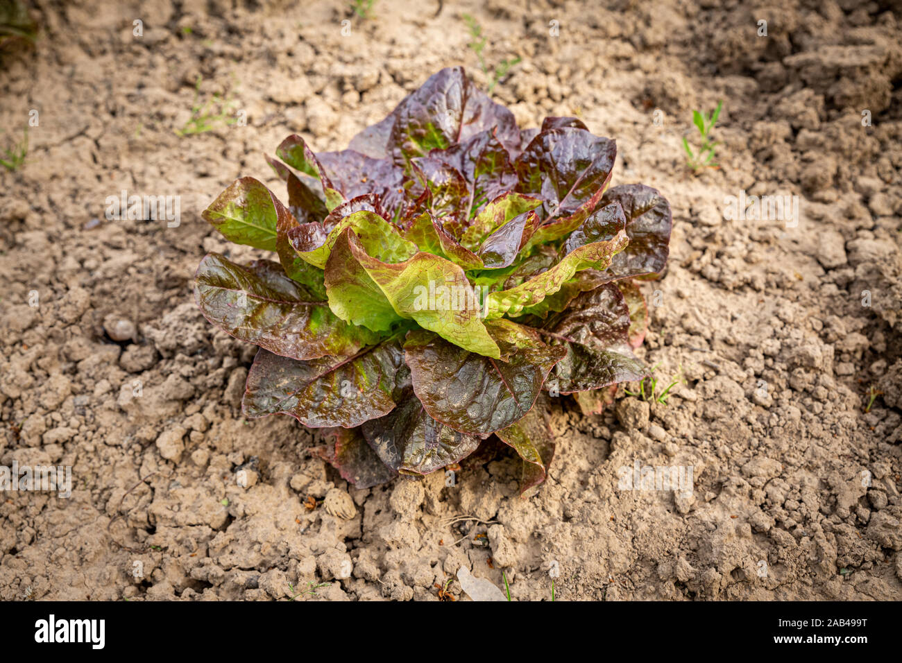 Rot Salat auf Garten Bett im pflanzlichen Bereich im Frühjahr in Bulgarien. Lactuca sativa Blätter, Nahaufnahme. Bunter Salat Plantage. Stockfoto