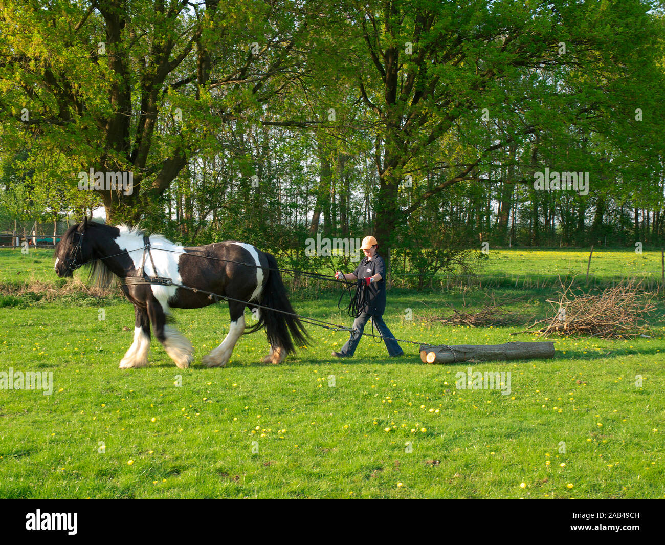 Nana mit Regler horse Irish Tinker Abschleppen einer Eiche stamm über eine Wiese. Stockfoto