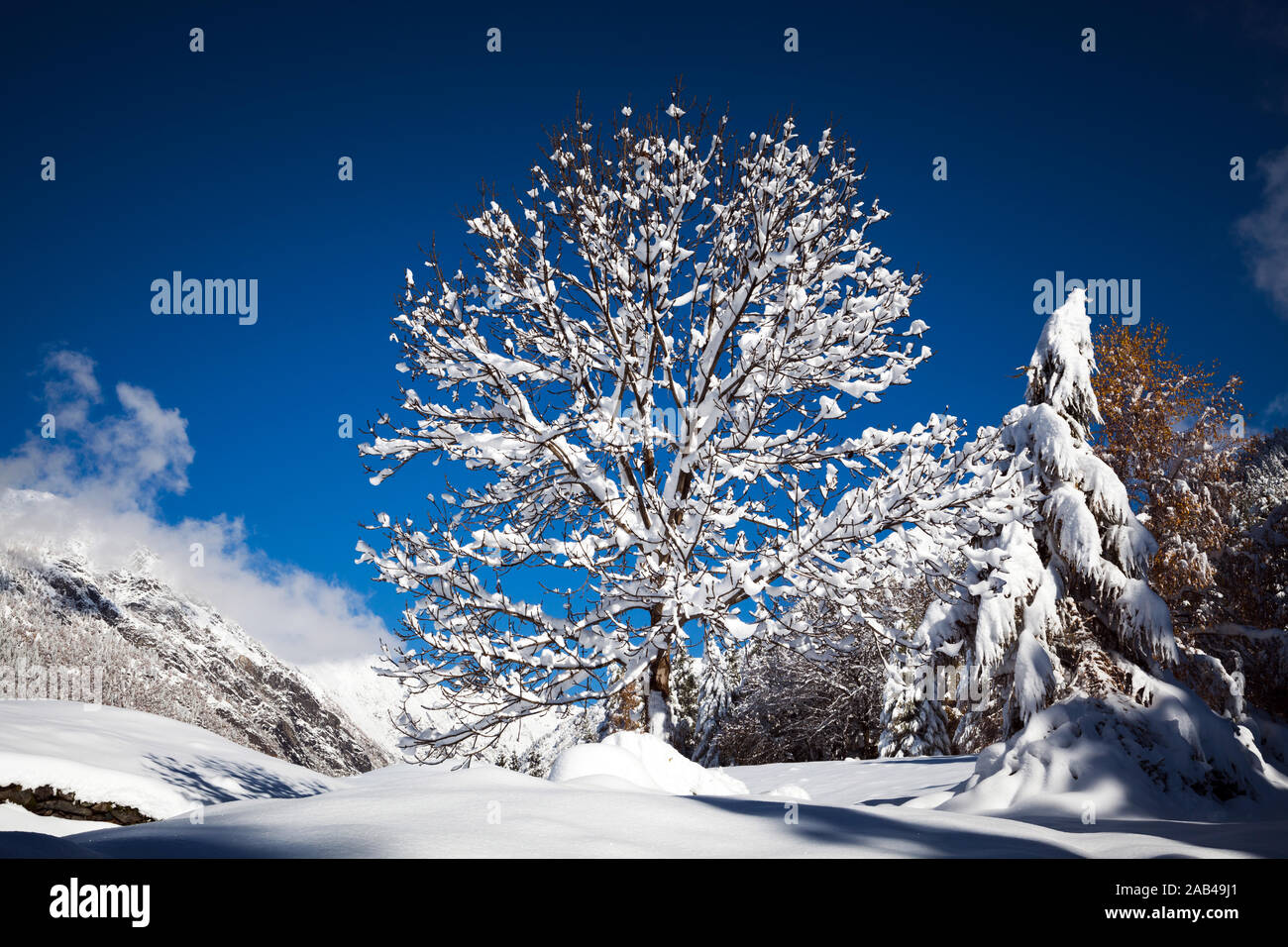 Baum mit schneebedeckten Haar Stockfoto