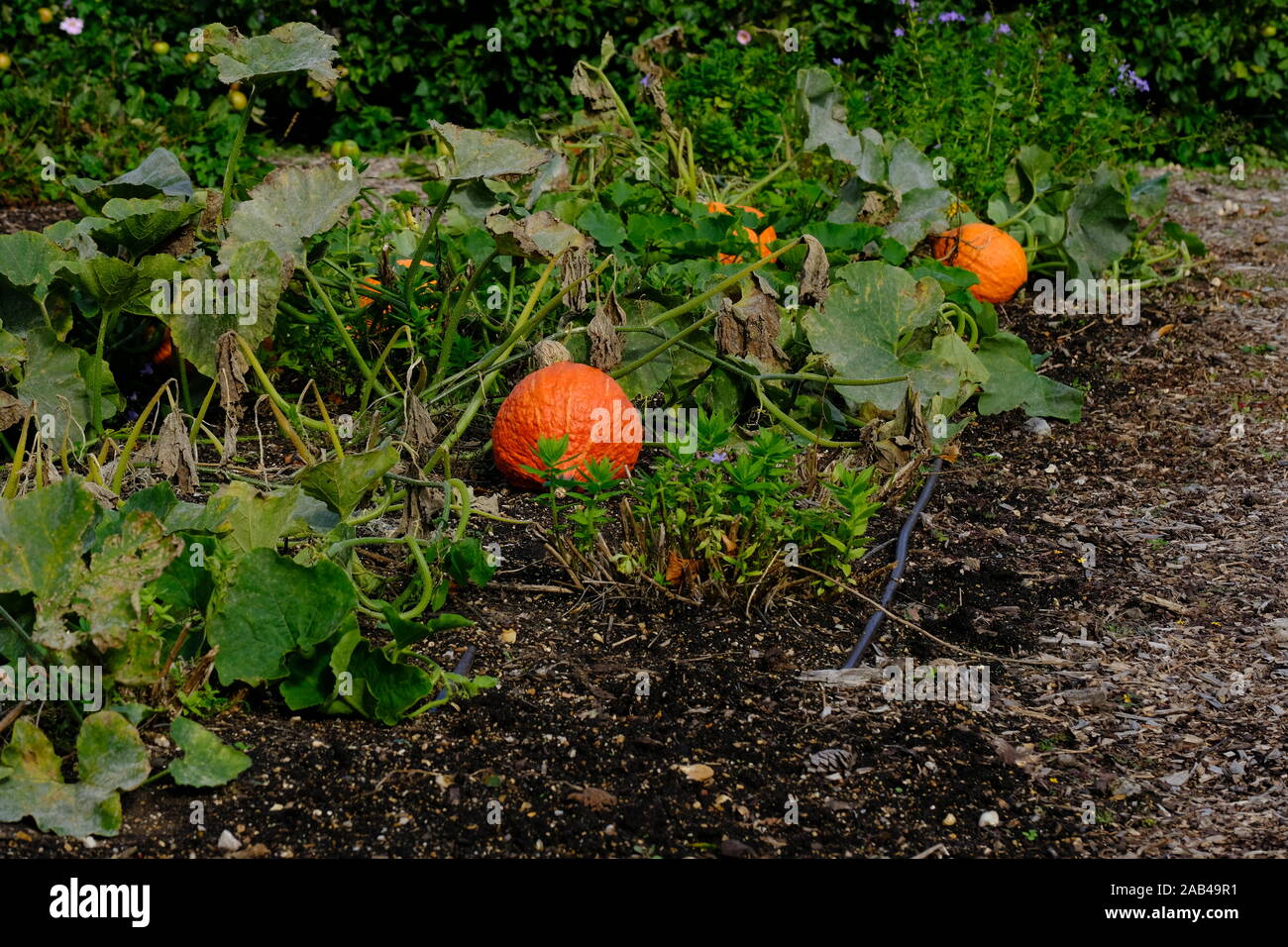 Kürbisse und Kürbisse in einem formellen englischen Garten, Isle of Wight, Osborne, Walled Garden, Rhabarb Forcer, Rows, I of W, Stockfoto