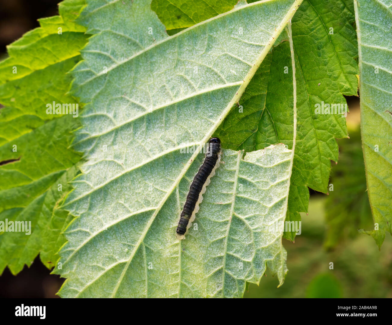 Monophadnoides Rubi, Rasberry sawfly Larve auf pflanzlichen Blatt Unterseite. Um einen Schädling handelt. Stockfoto