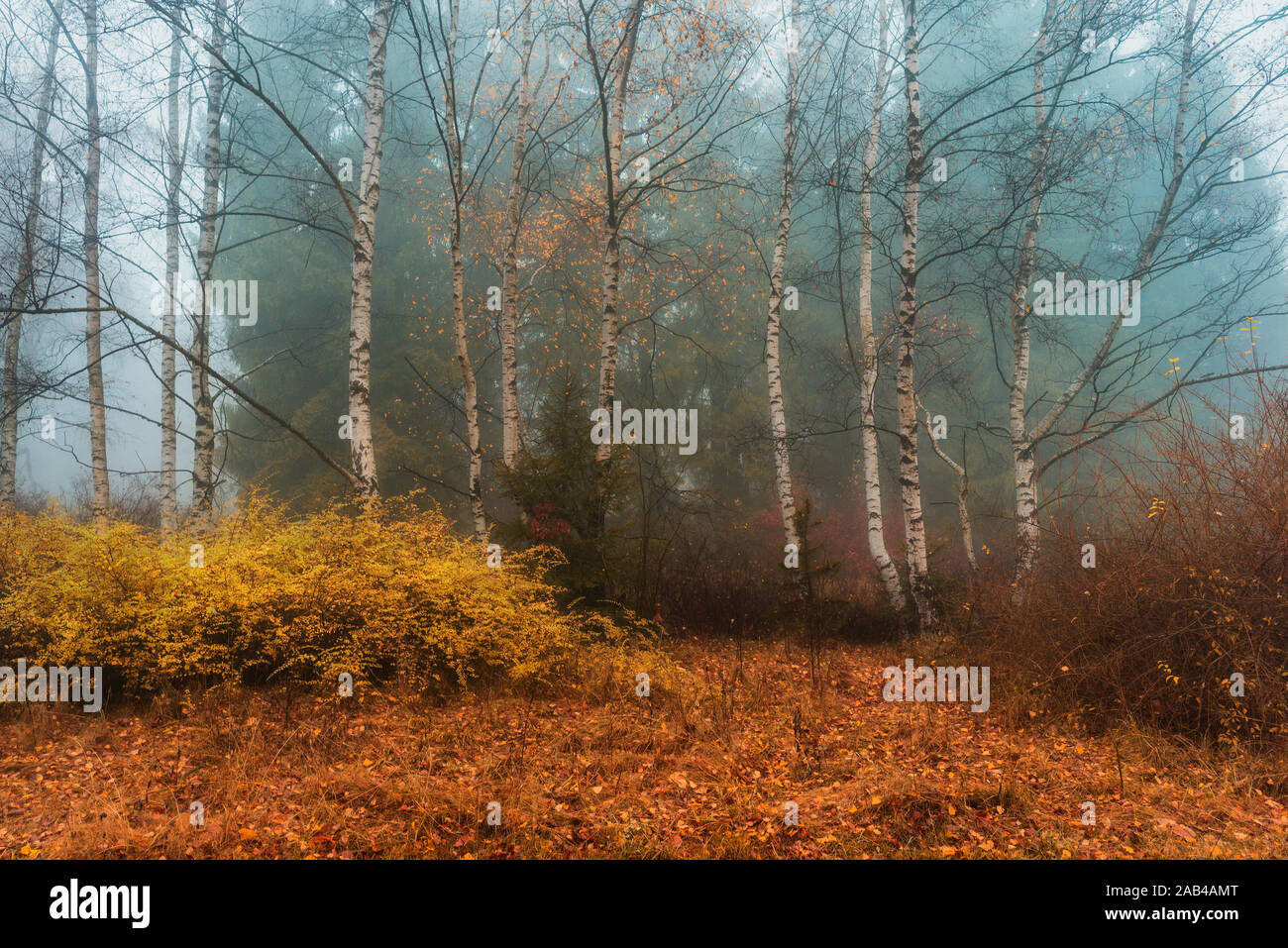 Misty Morning im Herbst Birkenwald Stockfoto