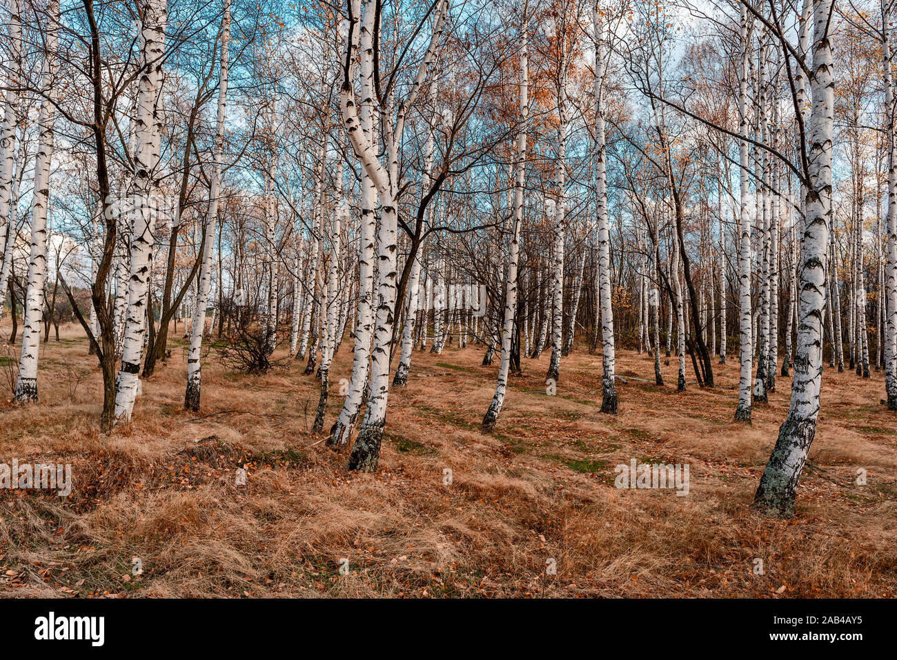 Schöne Szene mit Birken in Gelb Herbst Wald im November. Stockfoto