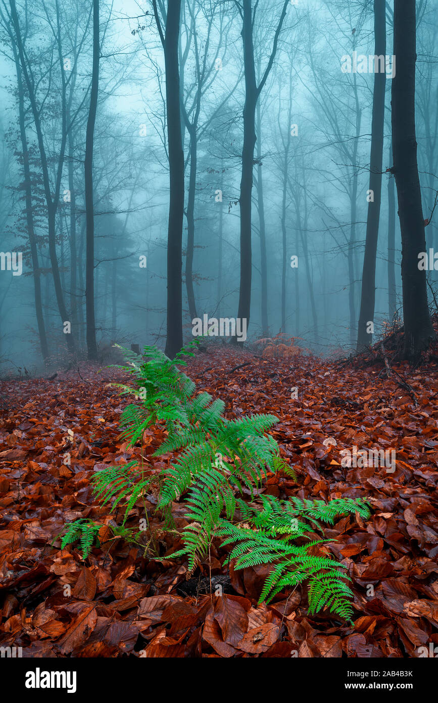 Schöne mystischen Wald in blau Nebel im Herbst. Herbstfarben im November. Natur Hintergrund Stockfoto