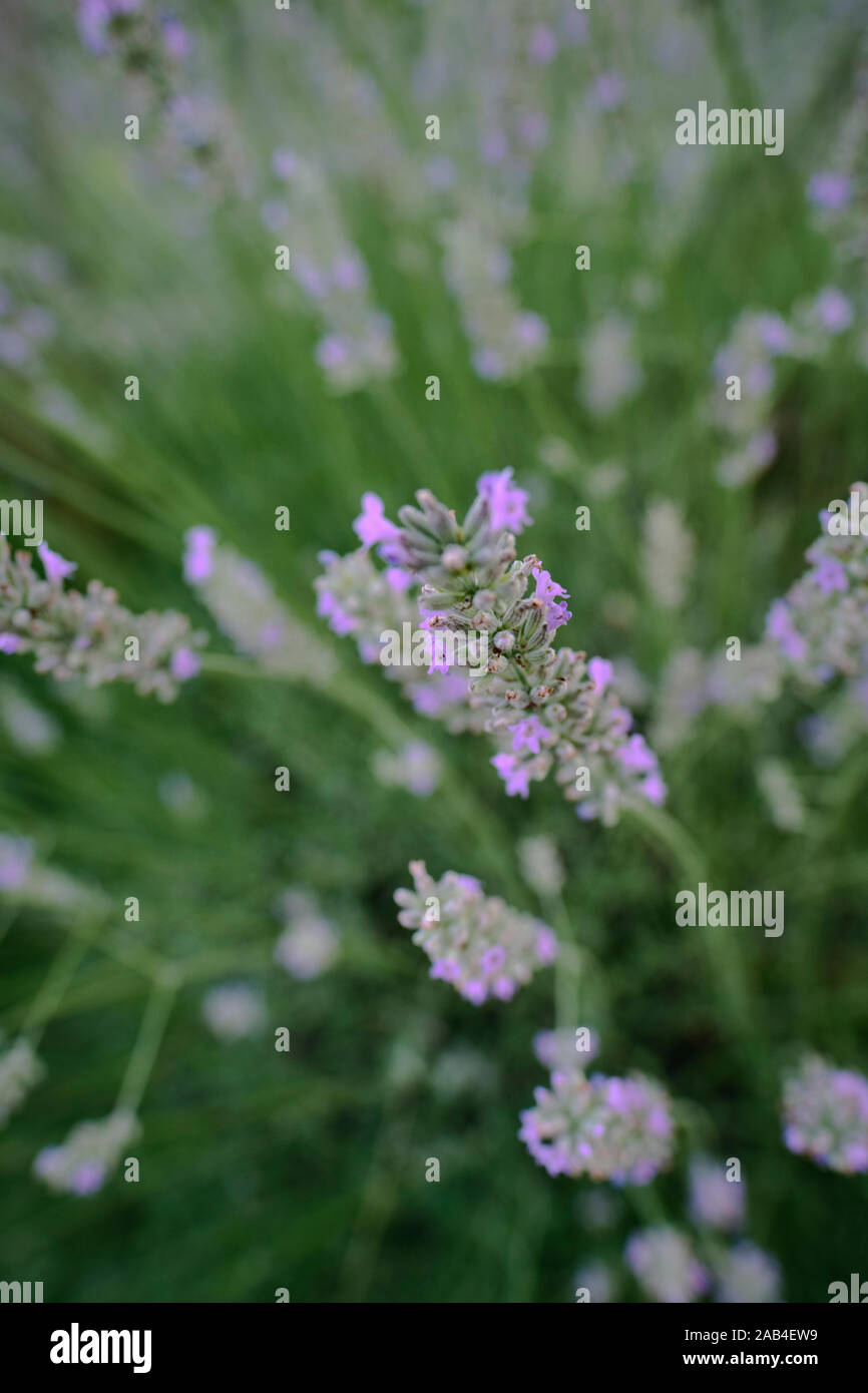 Ein Lavendel Garten im Sommer Stockfoto