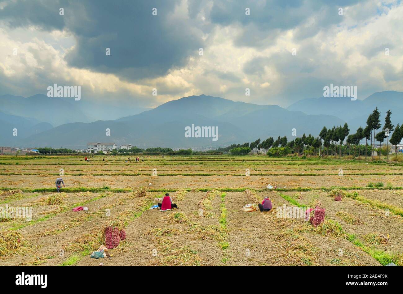 Bauern, die auf den Feldern arbeiten, Dali, Provinz Yunnan, China. Stockfoto